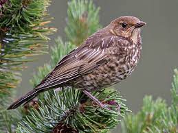 bird