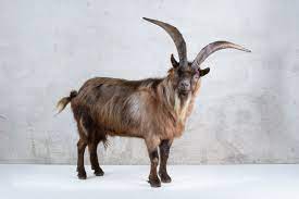 Goat