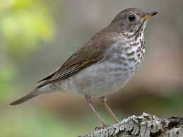 Bird