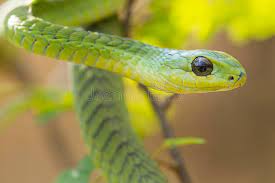 snake