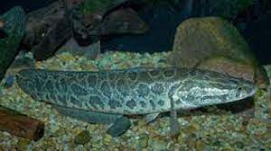 fish