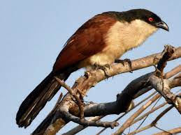 bird