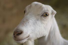 goat