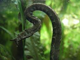snake