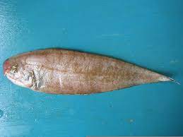 fish