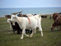 goat
