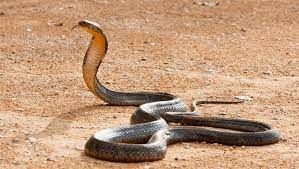 snake