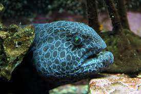 FISH