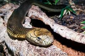 snake