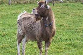 Goat
