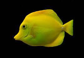 fish