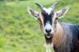 goat