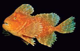 FISH