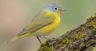 bird