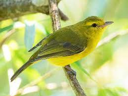 bird