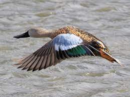 bird
