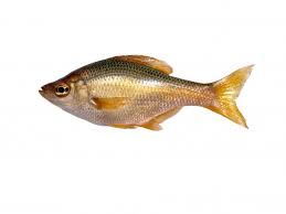 FISH
