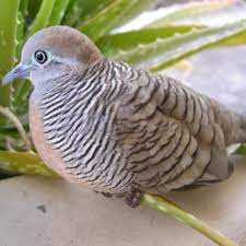bird