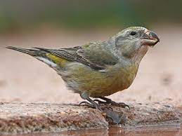 BIRD