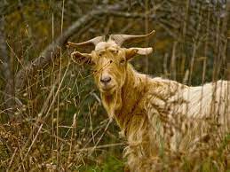 goat