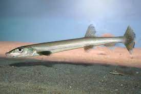 fish
