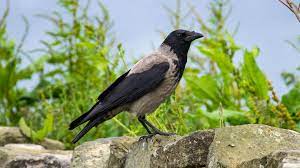 bird