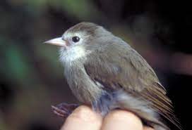 bird