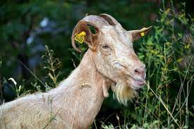 goat