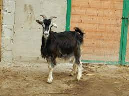 goat