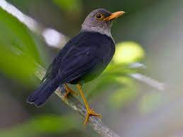 Bird
