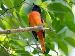 Bird