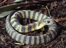 snake