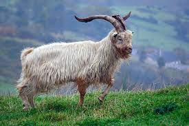 goat