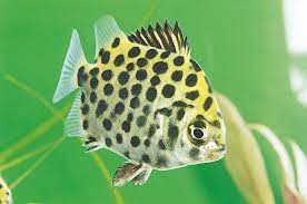 fish