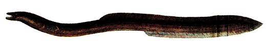 FISH
