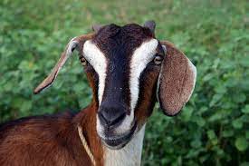 goat