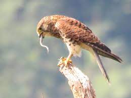 bird