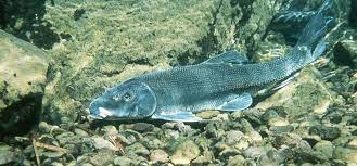 FISH