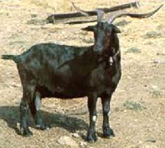 goat