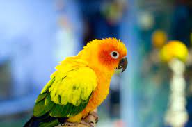 bird