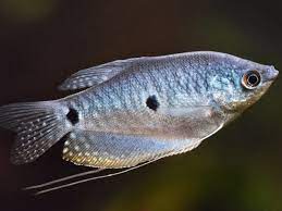 fish