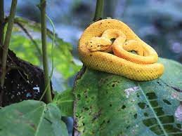 snake