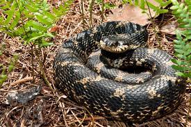 snake