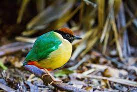 Bird