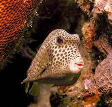 fish