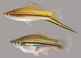 fish