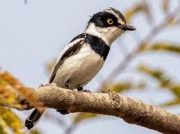 bird