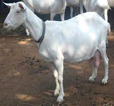 goat