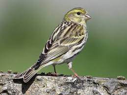bird
