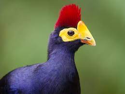 bird